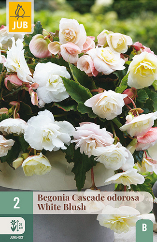 X 2 BEGONIA CASCADE ODOROSA WHITE BLUSH