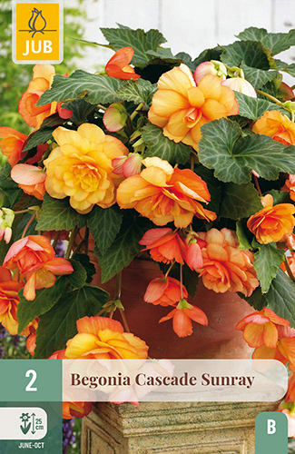 X 2 BEGONIA CASCADE SUNRAY