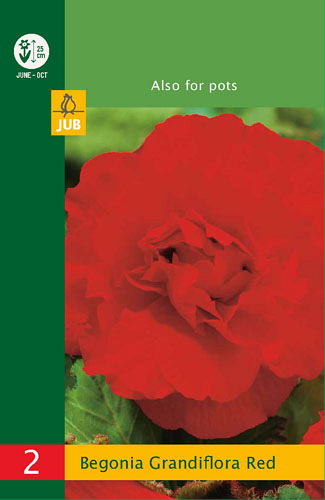 X   2 BEGONIA GRANDIFLORA RED