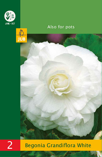 X   2 BEGONIA GRANDIFLORA WHITE