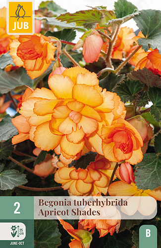 X 2 BEGONIA TUBERHYBRIDA APRICOT SHADES