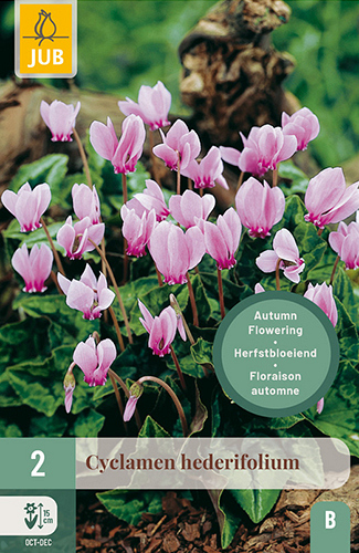 X   2 CYCLAMEN HEDERIFOLIUM VJ