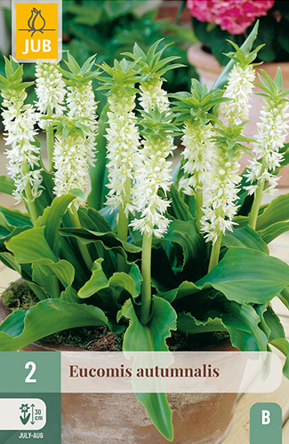 X   2 EUCOMIS AUTUMNALIS