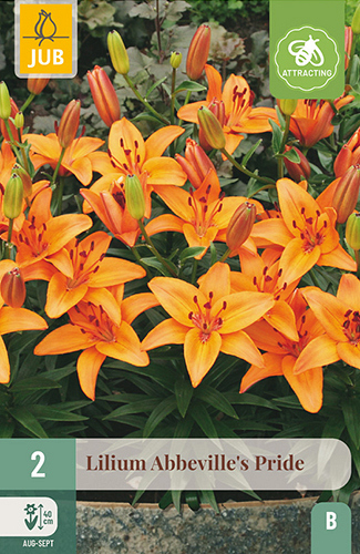 X 2 LILIUM ABBEVILLES PRIDE
