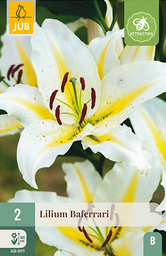 X 2 LILIUM BAFERRARI