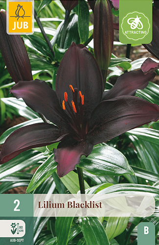 X 2 LILIUM BLACKLIST