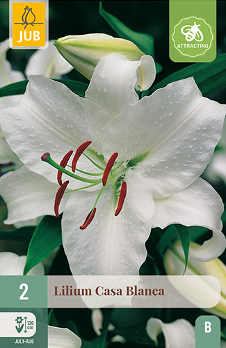X 2 LILIUM CASA BLANCA