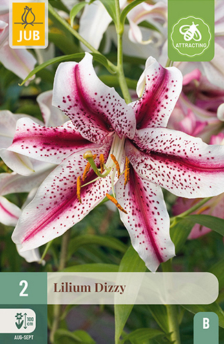X 2 LILIUM DIZZY