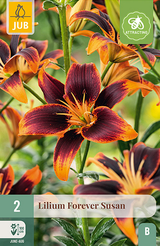 X 2 LILIUM FOREVER SUSAN
