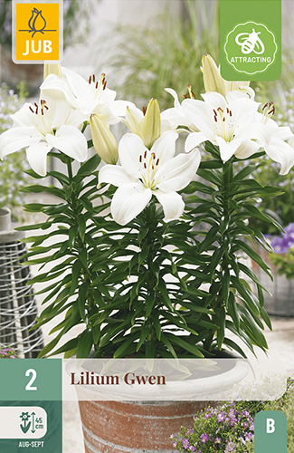 X 2 LILIUM GWEN