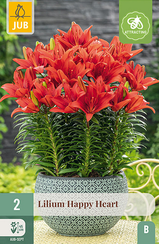 X 2 LILIUM HAPPY HEART