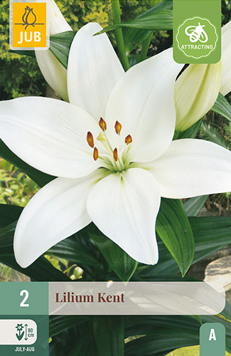 X 2 LILIUM KENT