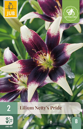 X 2 LILIUM NETTYS PRIDE