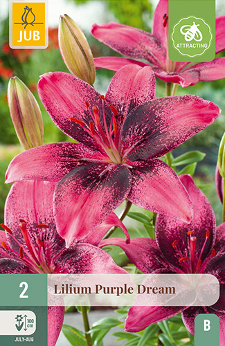 X 2 LILIUM PURPLE DREAM