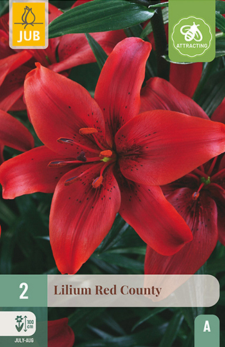 X 2 LILIUM RED COUNTY