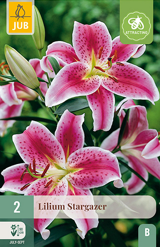 X 2 LILIUM STARGAZER