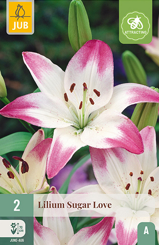 X 2 LILIUM SUGAR LOVE