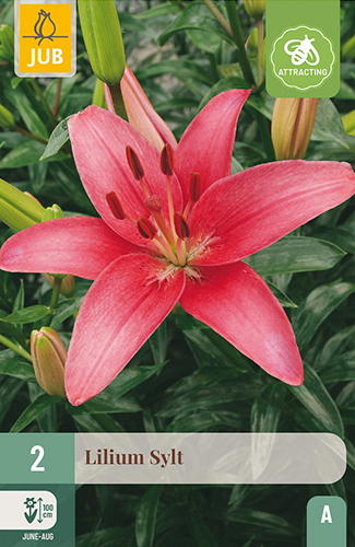 X 2 LILIUM SYLT