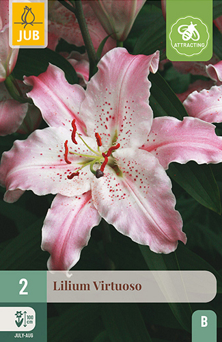 X 2 LILIUM VIRTUOSO