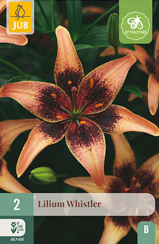 X 2 LILIUM WHISTLER