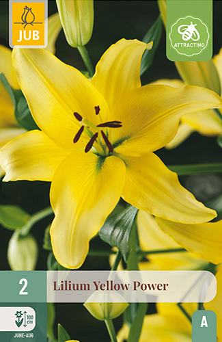 X 2 LILIUM YELLOW POWER