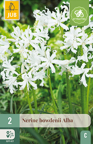 X   2 NERINE BOWDENII ALBA