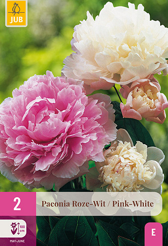 X 2 PAEONIA ROZE - WIT