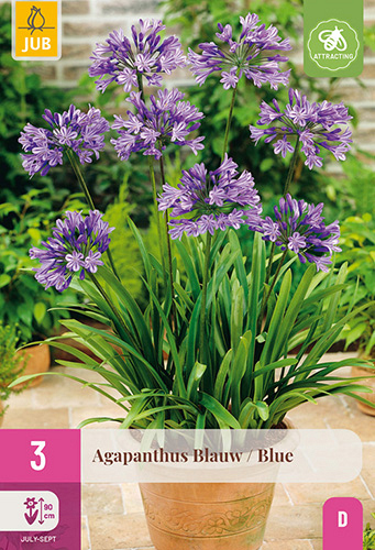 X 3 AGAPANTHUS BLAUW