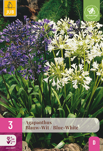 X 3 AGAPANTHUS BLAUW - WIT