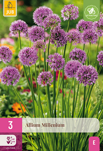 X 3 ALLIUM MILLENIUM