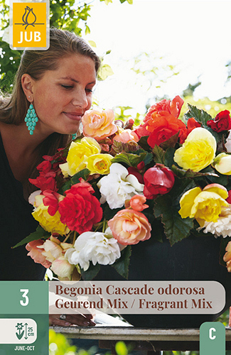 X 3 BEGONIA CASCADE ODOROSA FRAGRANT MIX