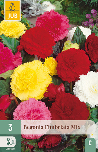 X 3 BEGONIA FIMBRIATA MIX