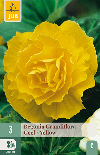 X 3 BEGONIA GRANDIFLORA GEEL
