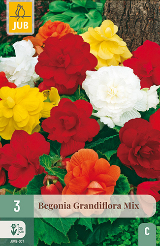 X 3 BEGONIA GRANDIFLORA MIX