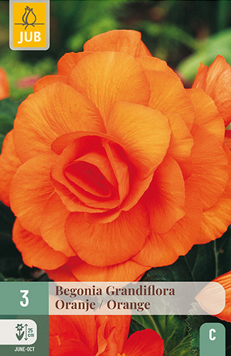 X 3 BEGONIA GRANDIFLORA ORANJE