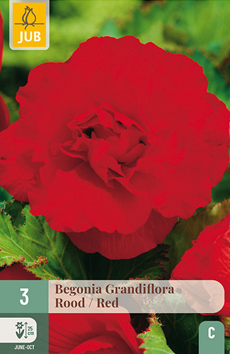 X 3 BEGONIA GRANDIFLORA ROOD