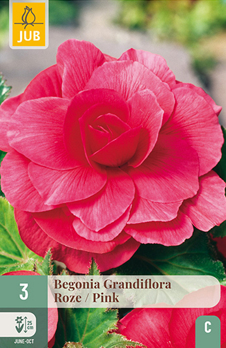 X 3 BEGONIA GRANDIFLORA ROZE
