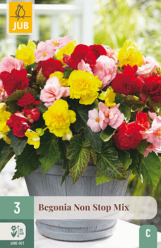 X 3 BEGONIA NON STOP MIX