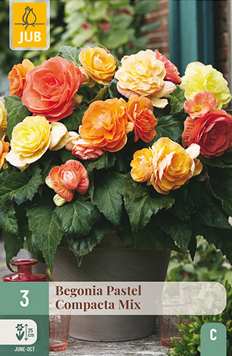 X 3 BEGONIA PASTEL COMPACTA MIX
