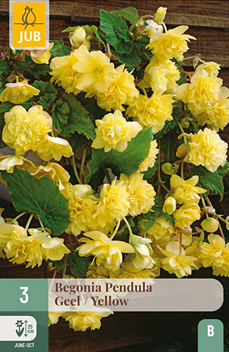 X 3 BEGONIA PENDULA GEEL