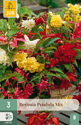 X 3 BEGONIA PENDULA MIX