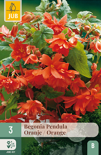 X 3 BEGONIA PENDULA ORANJE