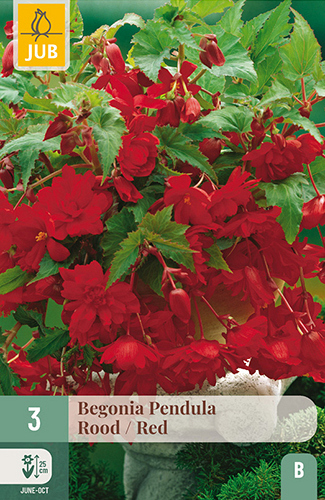 X 3 BEGONIA PENDULA ROOD
