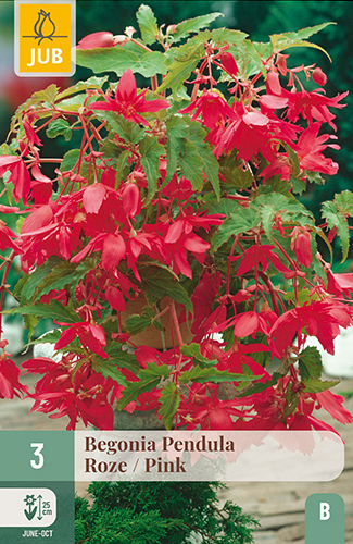 X 3 BEGONIA PENDULA ROZE
