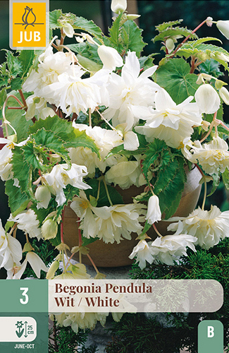 X 3 BEGONIA PENDULA WIT