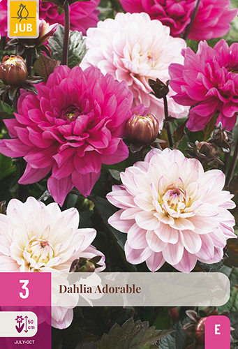 X 3 DAHLIA ADORABLE