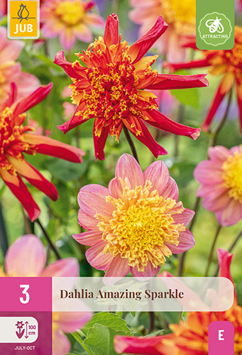 X 3 DAHLIA AMAZING SPARKLE