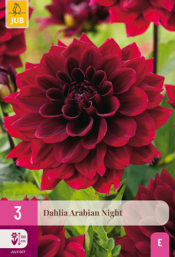 X 3 DAHLIA ARABIAN NIGHT