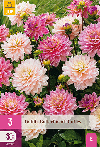 X 3 DAHLIA BALLERINA OF RUFFLES