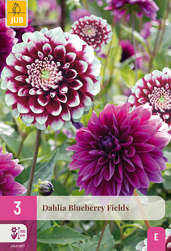 X 3 DAHLIA BLUEBERRY FIELDS